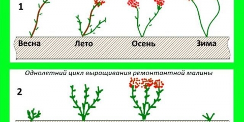 Kako orezati remontantne maline u jesen